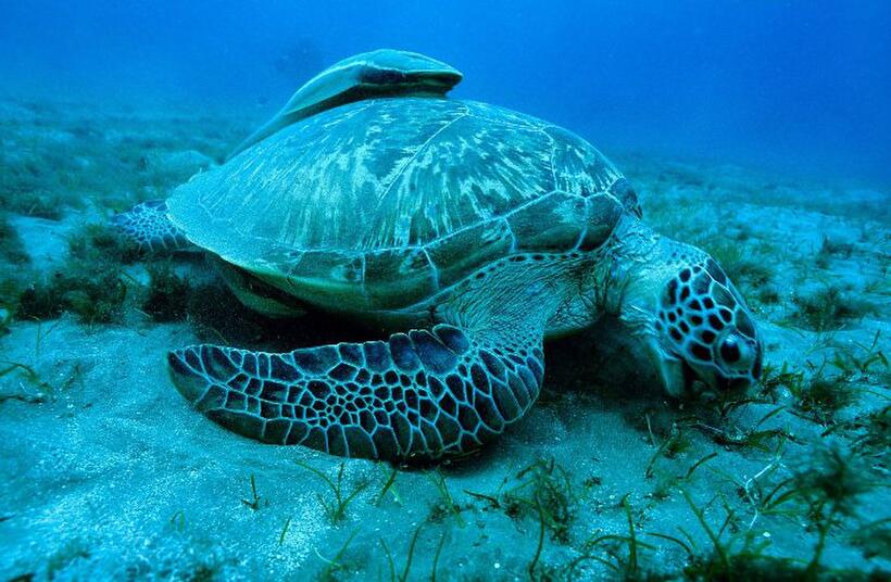 Green Turtle in "Oceans."