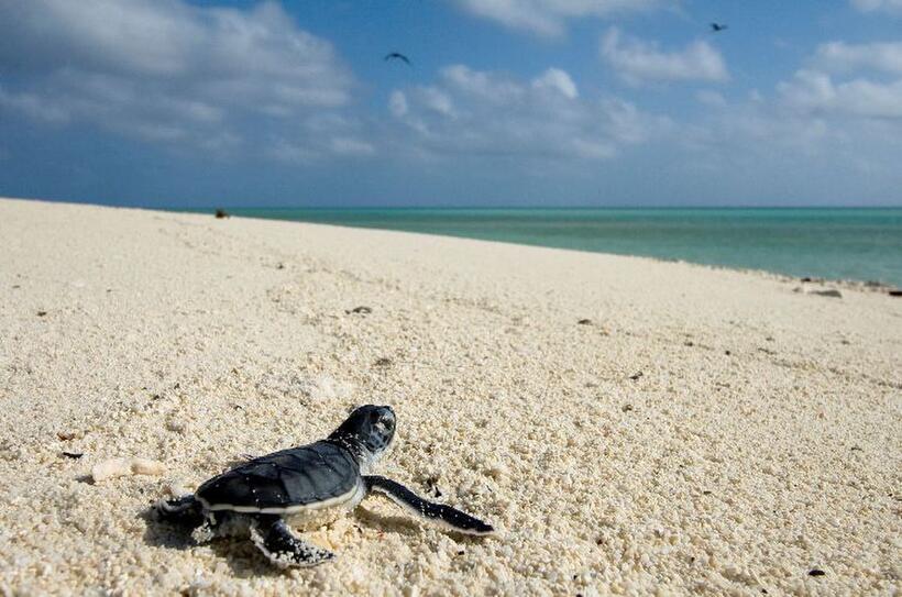 Green Turtle in "Oceans."