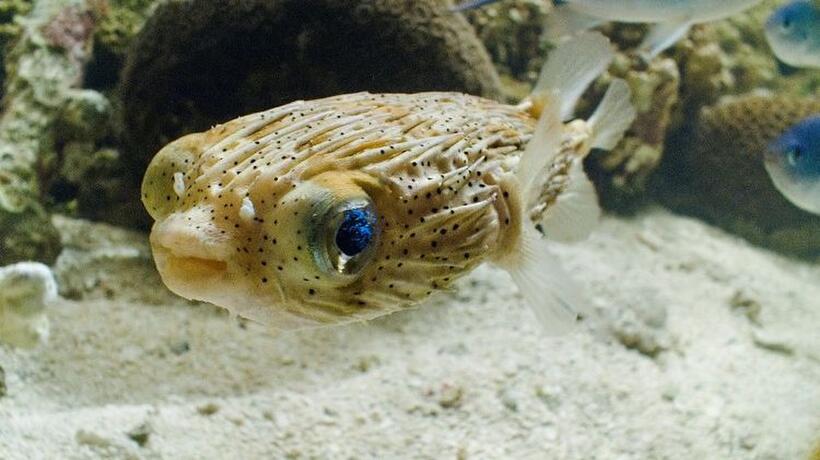 Porcupine Fish in "Oceans."