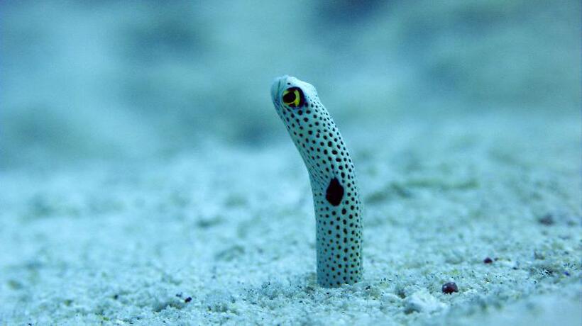 Garden eel in "Oceans."