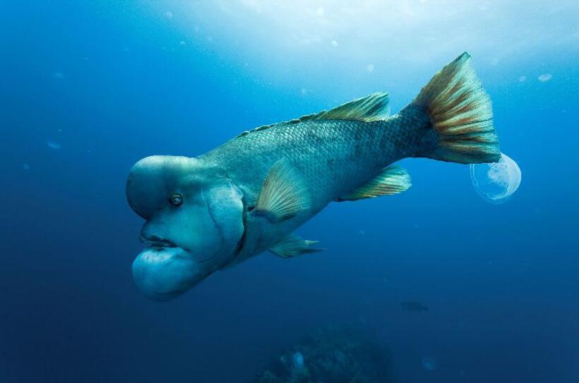Asian sheepshead wrasse in "Oceans."