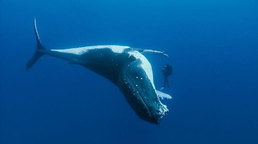 A scene from "Oceans."