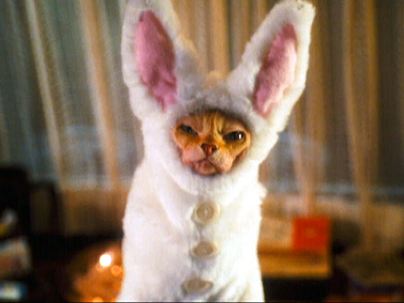 A scene from "Cats & Dogs: The Revenge of Kitty Galore."