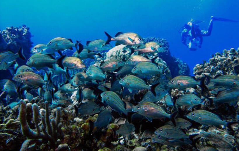 A scene from "Cayman Went."