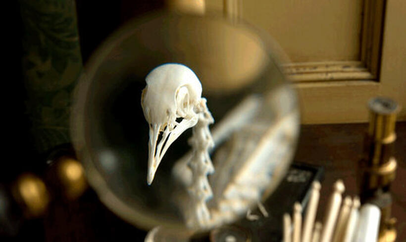 A scene from "Creation."