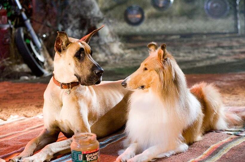 Marmaduke and Jezebel in "Marmaduke."