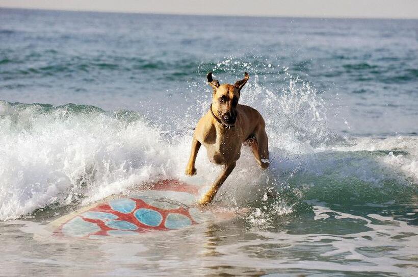 Marmaduke in "Marmaduke."