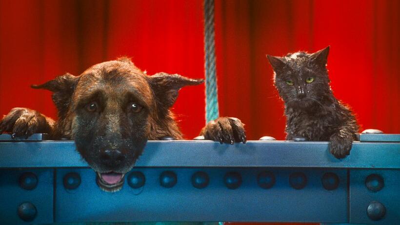 Diggs voiced by James Marsden and Catherine voiced by Christina Applegate in "Cats & Dogs: The Revenge of Kitty Galore."