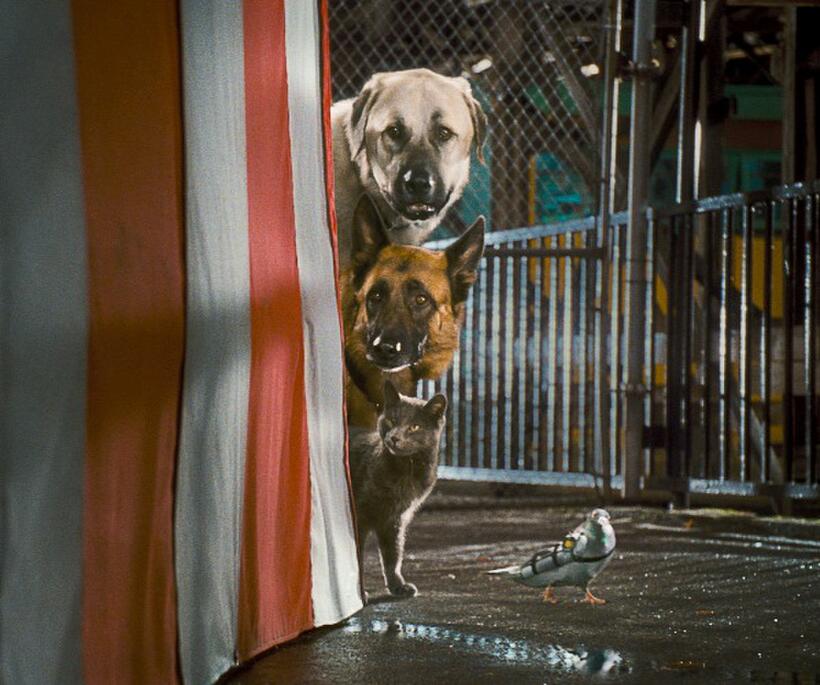 Butch voiced by Nick Nolte, Diggs voiced by James Marsden, Catherine voiced by Christina Applegate and Seamus voiced by Katt Williams in "Cats & Dogs: The Revenge of Kitty Galore."