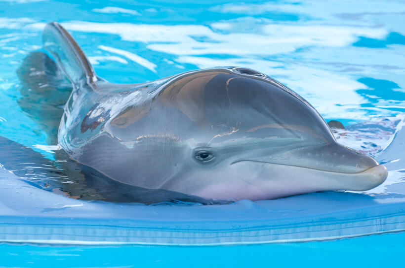 Winter in "Dolphin Tale."