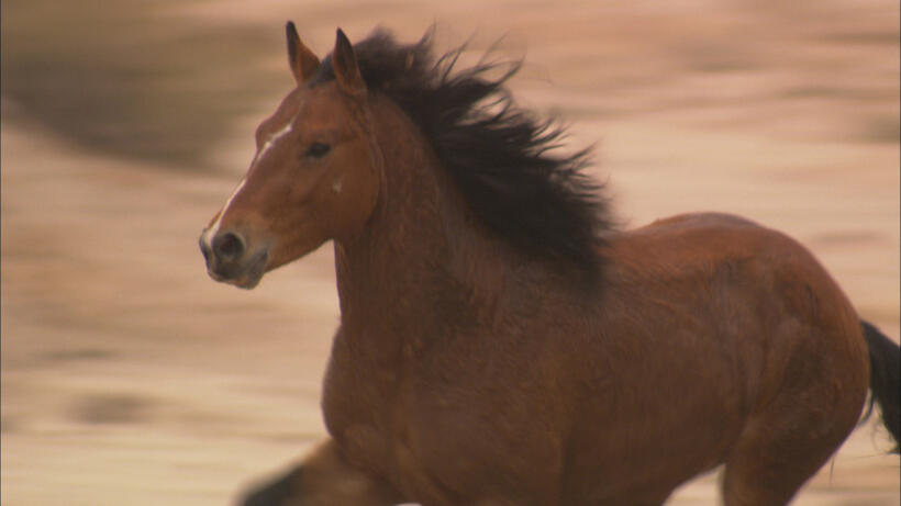 A scene from "Wild Horse, Wild Ride."