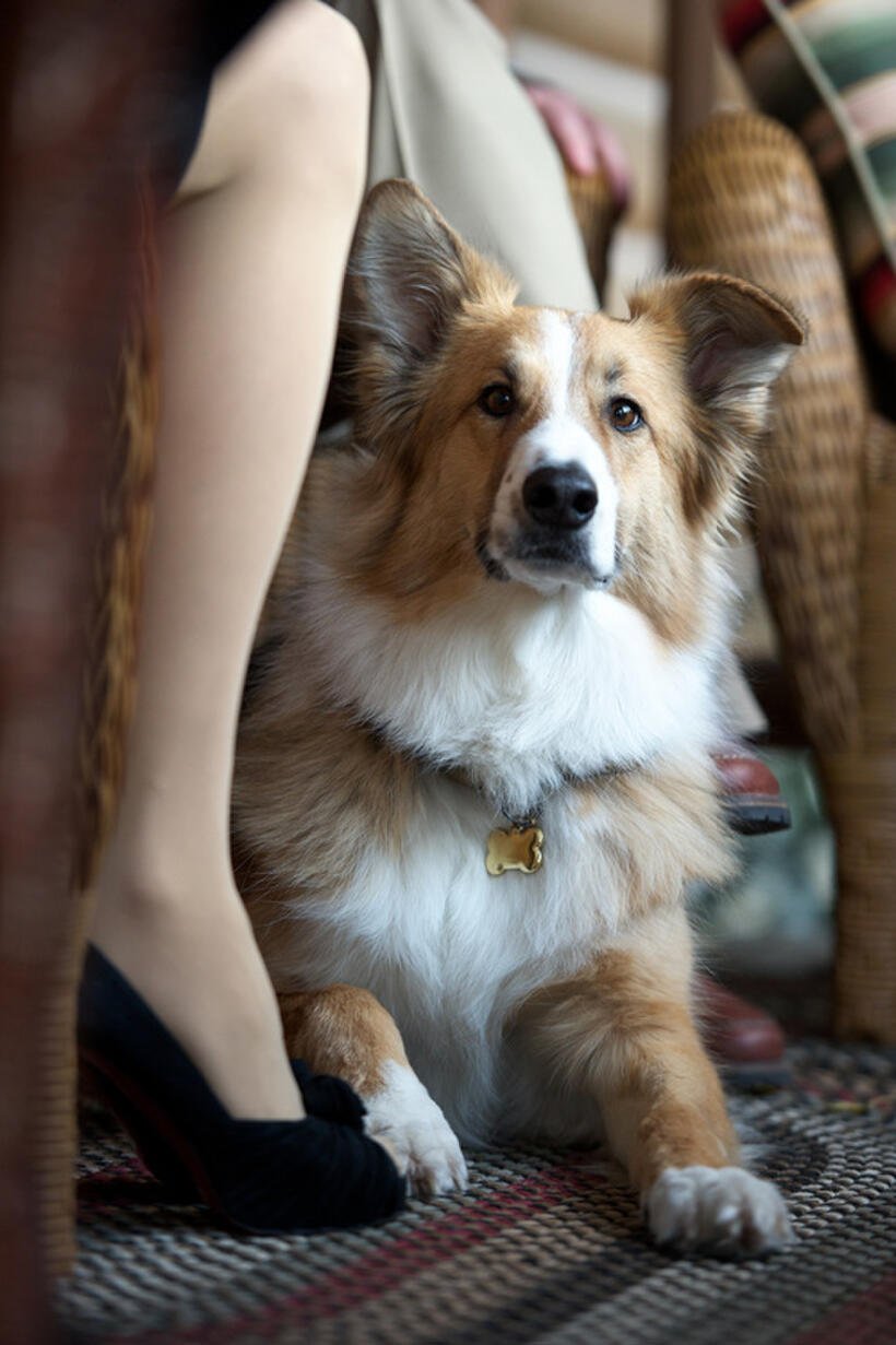 Casey as Freeway in "Darling Companion."