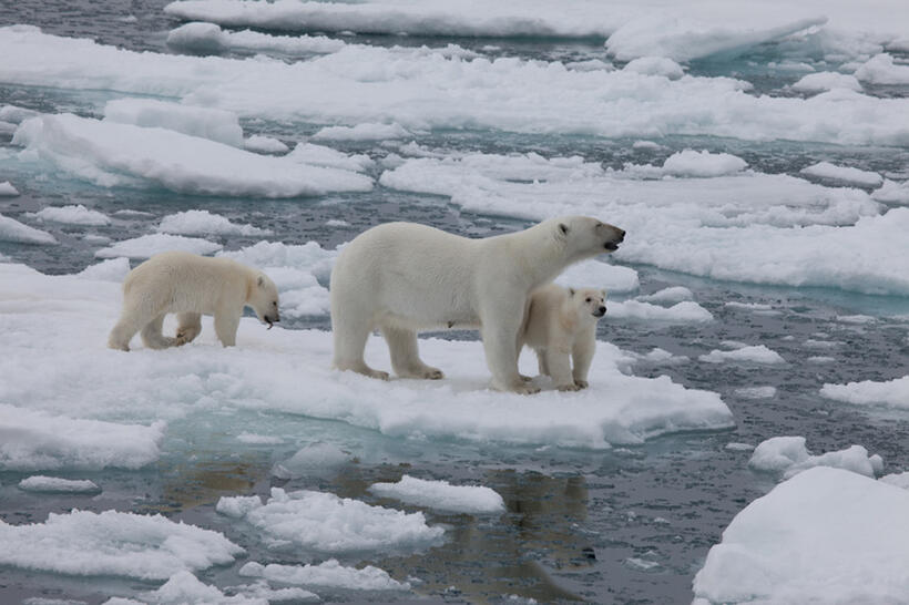 A scene from "To the Arctic."