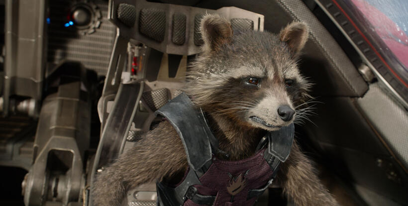 Rocket Racoon Voiced by Bradley Cooper in "Guardians of the Galaxy."