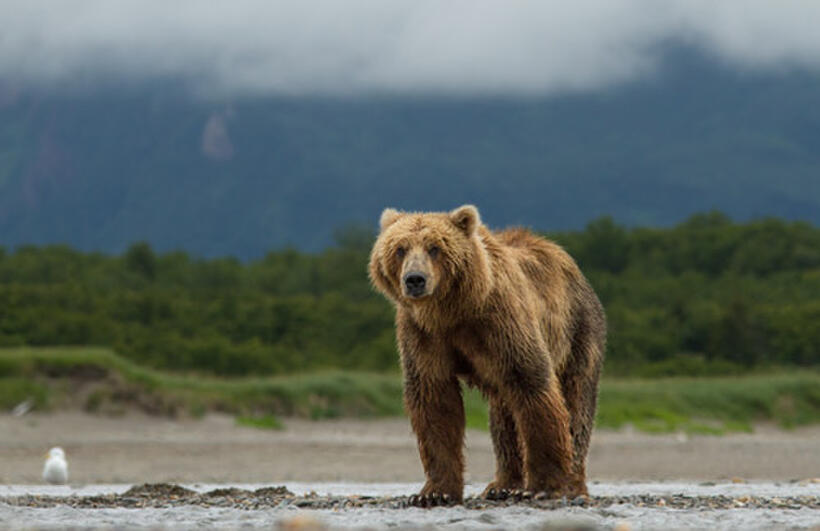 Image from "Bears."