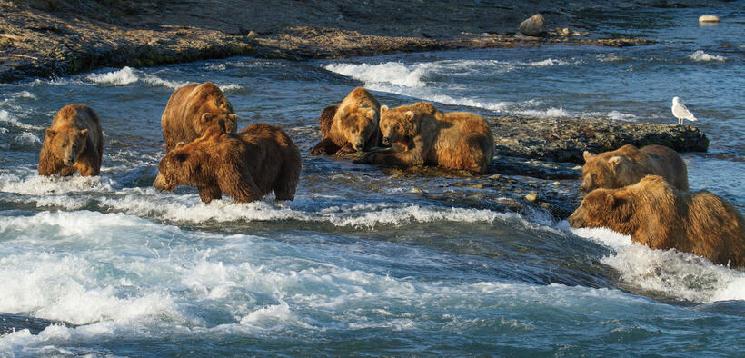 A scene from "Bears."