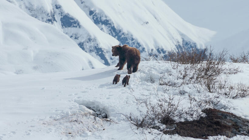 A scene from "Bears."