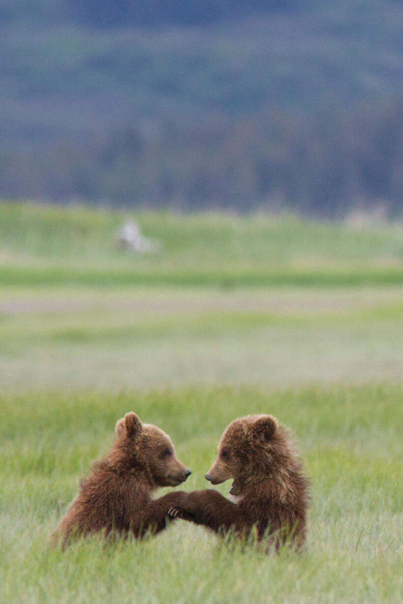 A scene from "Bears."