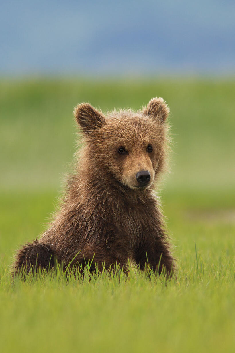 A scene from "Bears."