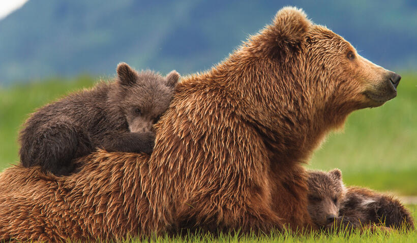A scene from "Bears."