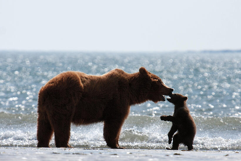 A scene from "Bears."