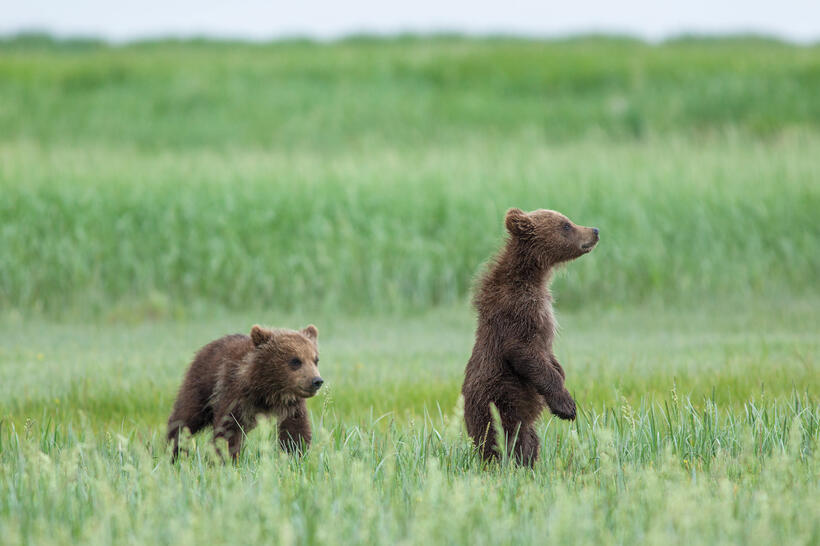 A scene from "Bears."