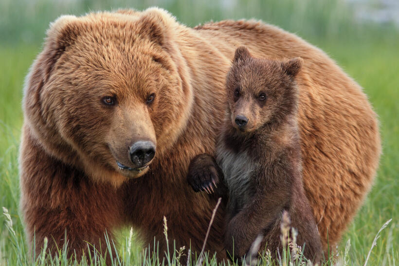 A scene from "Bears."