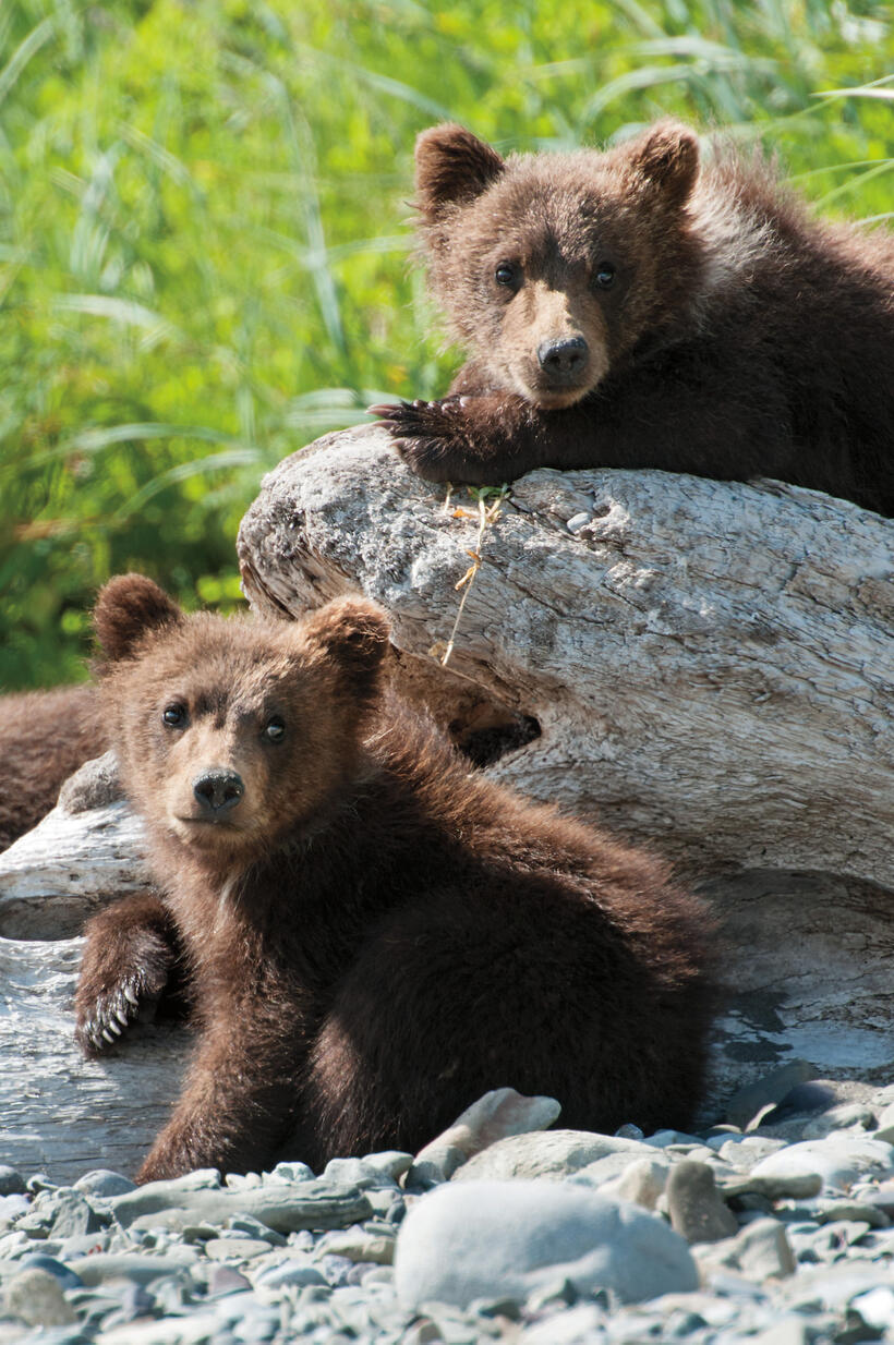 A scene from "Bears."