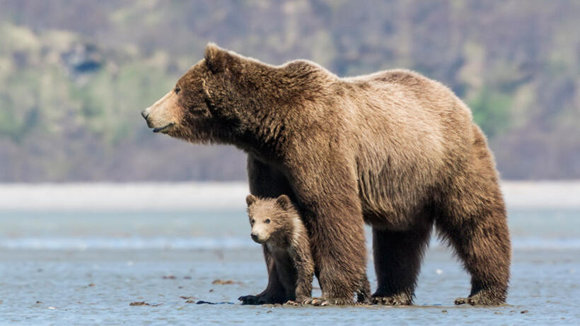 A scene from "Bears."