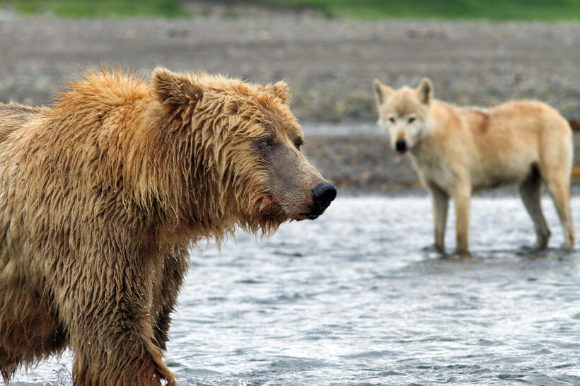 A scene from "Bears."