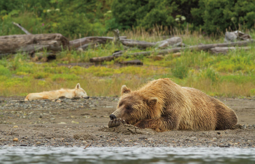 A scene from "Bears."