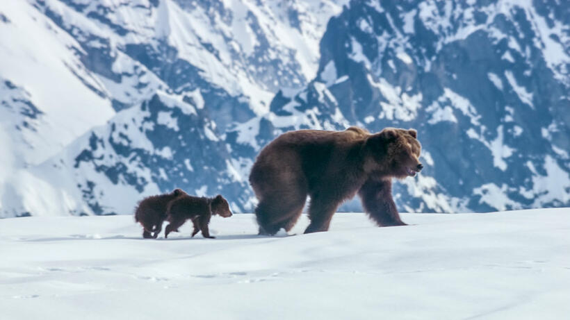 A scene from "Bears."