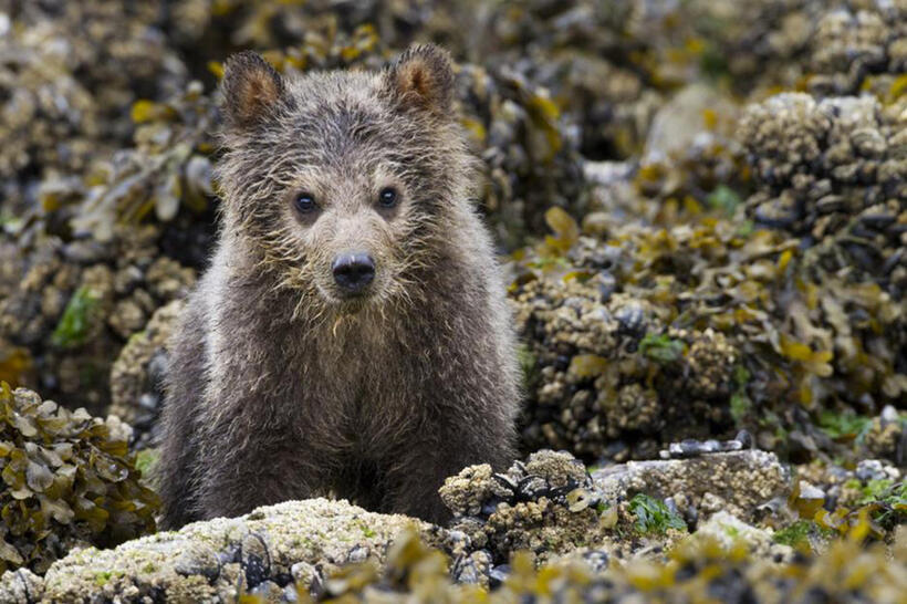 A scene from "Bears."