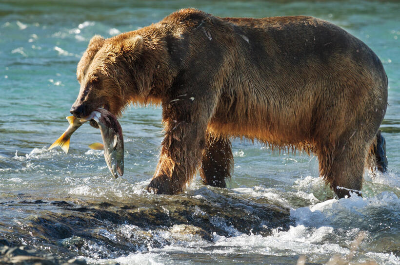 A scene from "Bears."