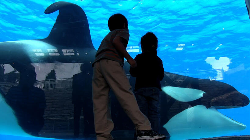 A scene from "Blackfish."