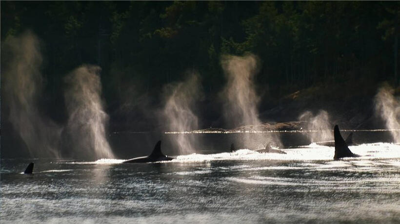 A scene from "Blackfish."