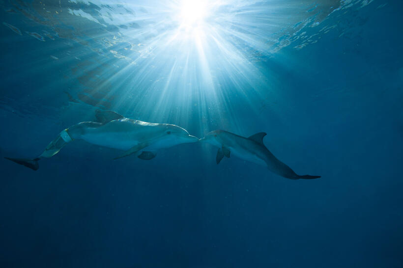 A scene from "Dolphin Tale 2."