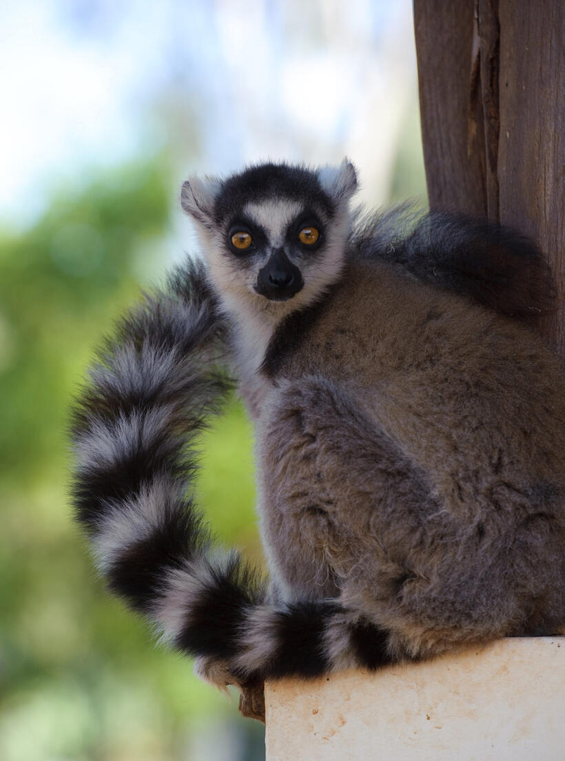 A scene from "Island of Lemurs: Madagascar."