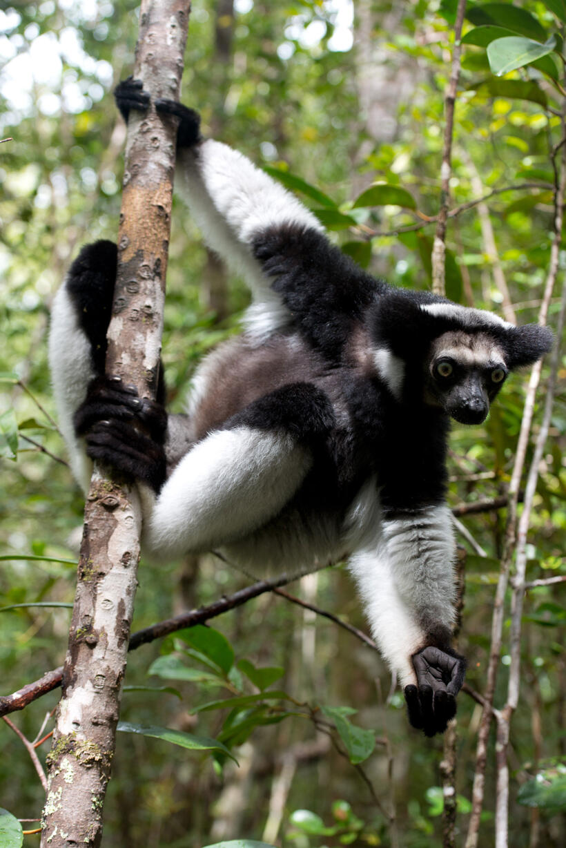 A scene from "Island of Lemurs: Madagascar."