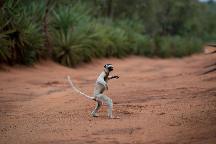 A scene from "Island of Lemurs: Madagascar."