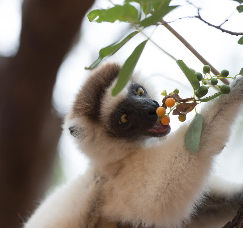 A scene from "Island of Lemurs: Madagascar."