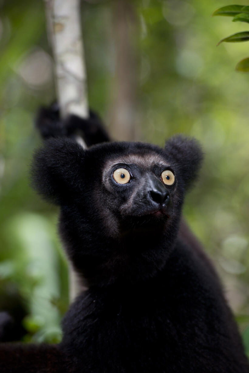 A scene from "Island of Lemurs: Madagascar."