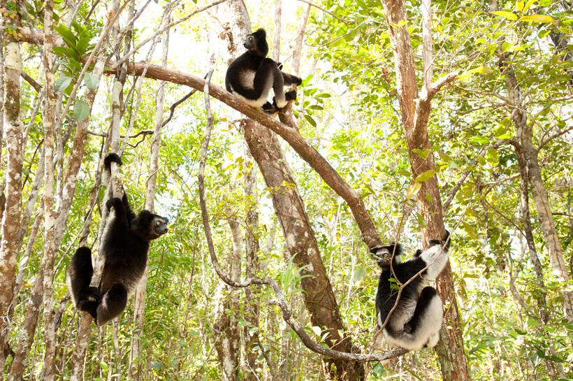 A scene from "Island of Lemurs: Madagascar."