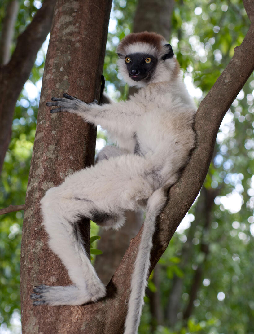 A scene from "Island of Lemurs: Madagascar."