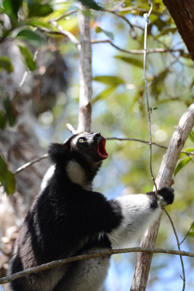 A scene from "Island of Lemurs: Madagascar."