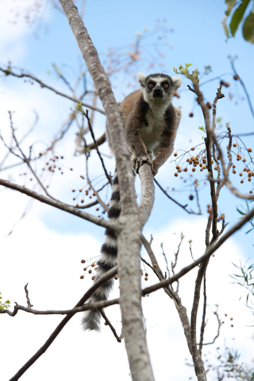 A scene from "Island of Lemurs: Madagascar."