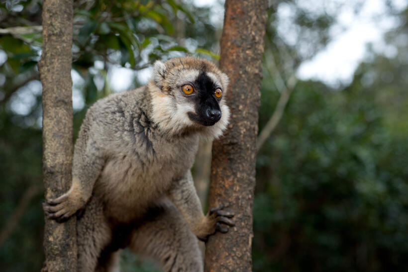 A scene from "Island of Lemurs: Madagascar."