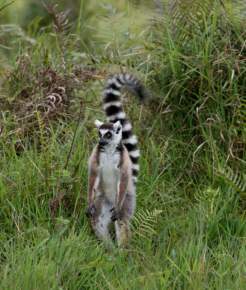 A scene from "Island of Lemurs: Madagascar."