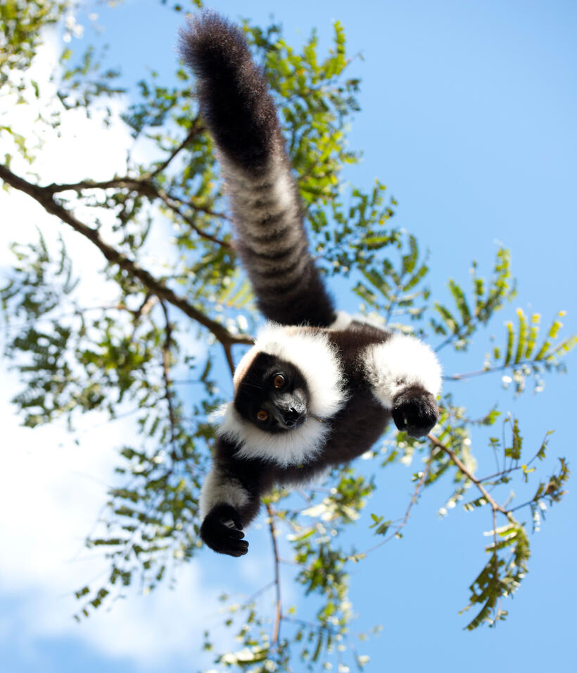 A scene from "Island of Lemurs: Madagascar."