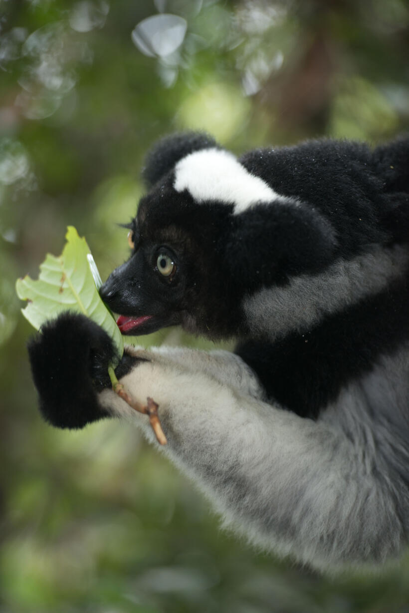 A scene from "Island of Lemurs: Madagascar."